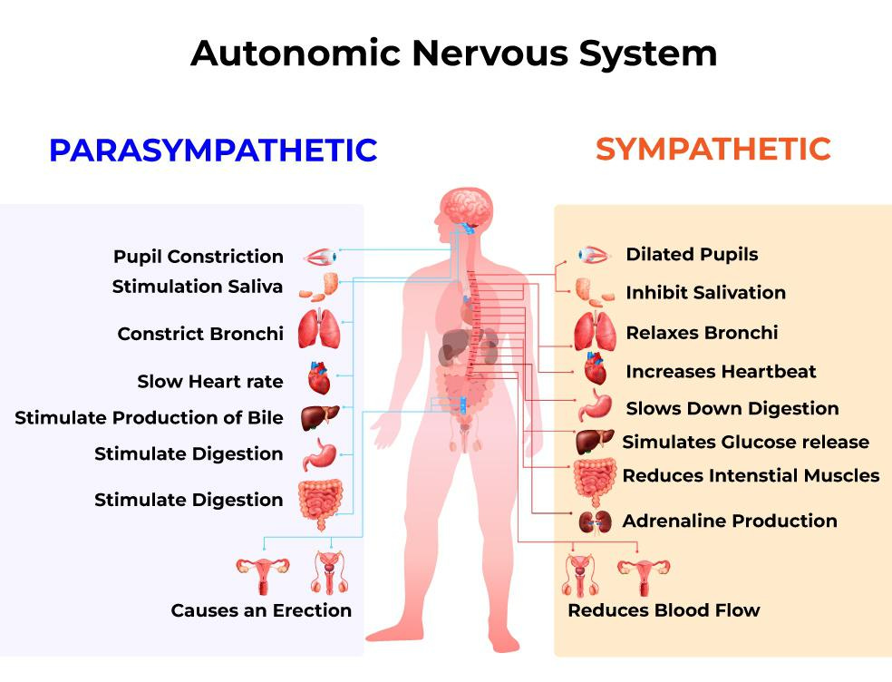Autonomic Nervous System - GeeksforGeeks