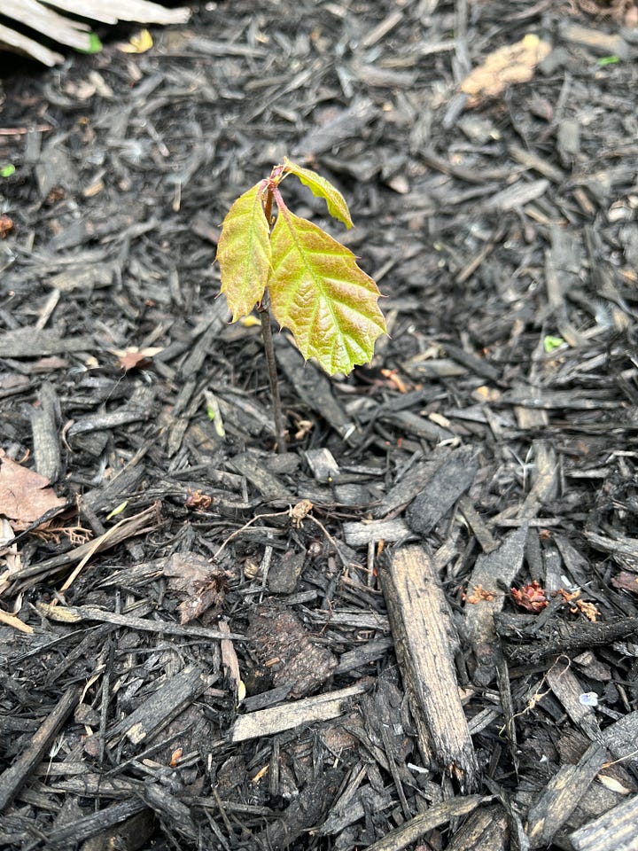 A pair of photos of very small oak sapplings. Both have just a few leaves and stand about 8 inches tall.