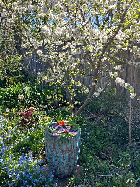 Spring 2024 images from my garden