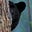 Andrew Bear's avatar
