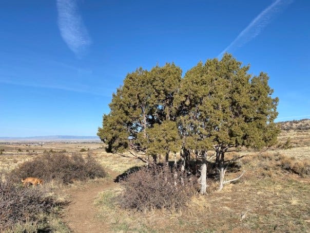 This photo is of a juniper tree in spring.