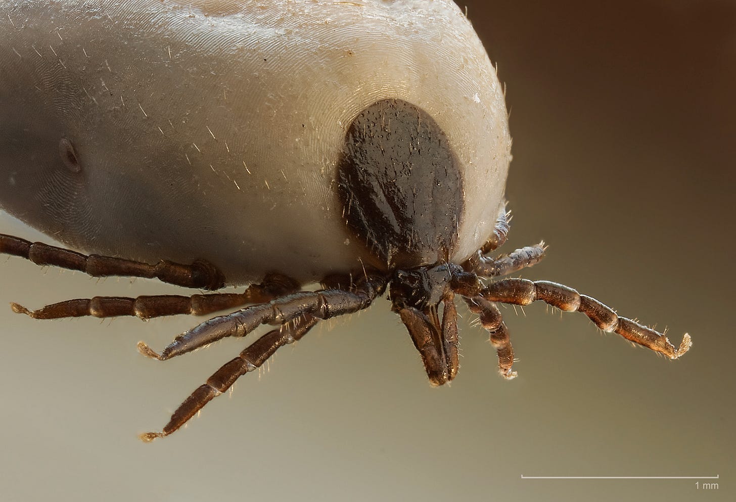 Tick - Wikipedia Tick - Wikipedia