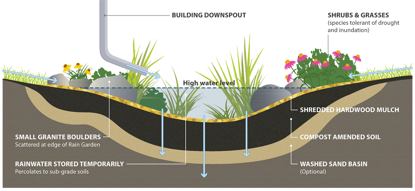Illustrated diagram of a rain garden cross section: a downpipe filters into a depression in the ground. It is lined with a layer of sand, then compost, then hardwood mulch. It is planted with plants that can handle a temporary surge of water. It is edged by small granite boulders.