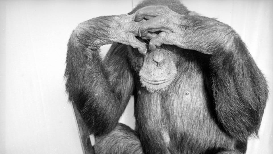 a chimpanzee covering its eyes