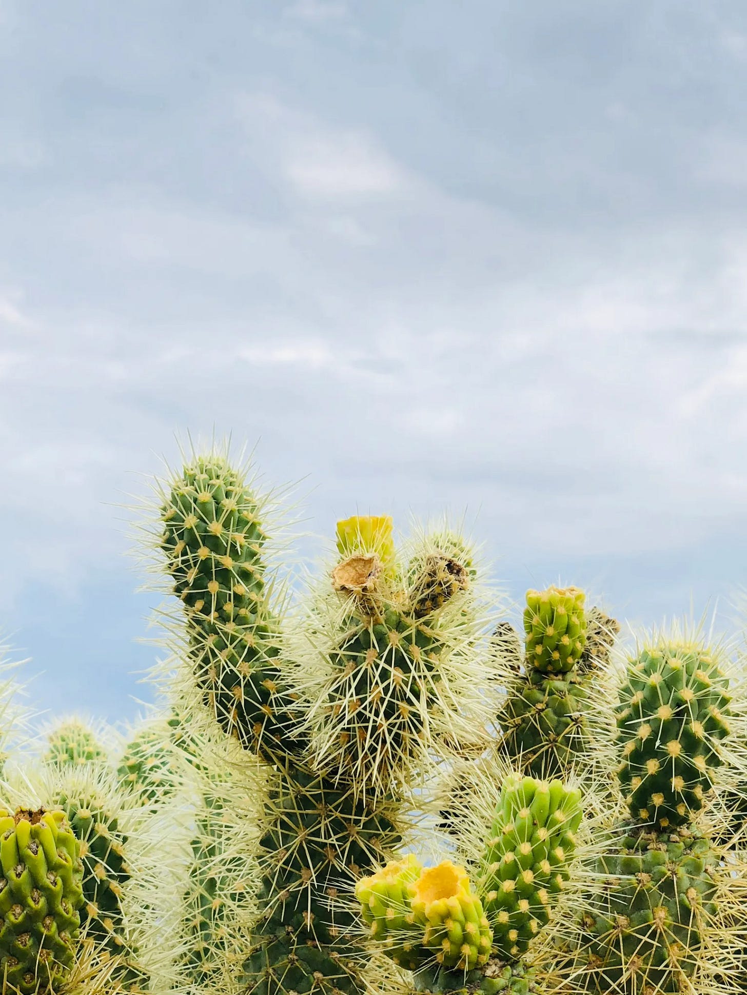 Bright thorny cholla cactus against a grayish blue sky that looks like a storm is coming