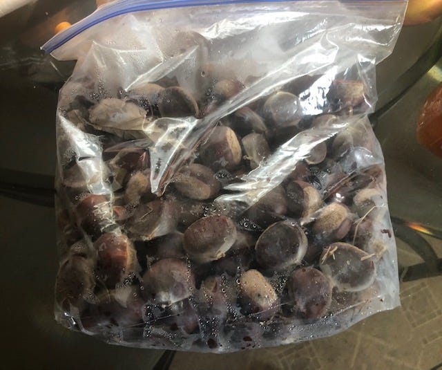 growing chestnuts from seed