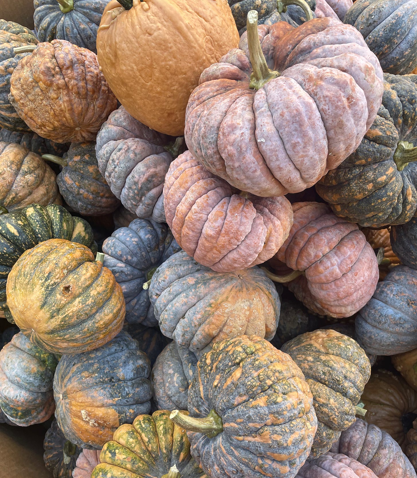 orange and purple grizzly bear pumpkins