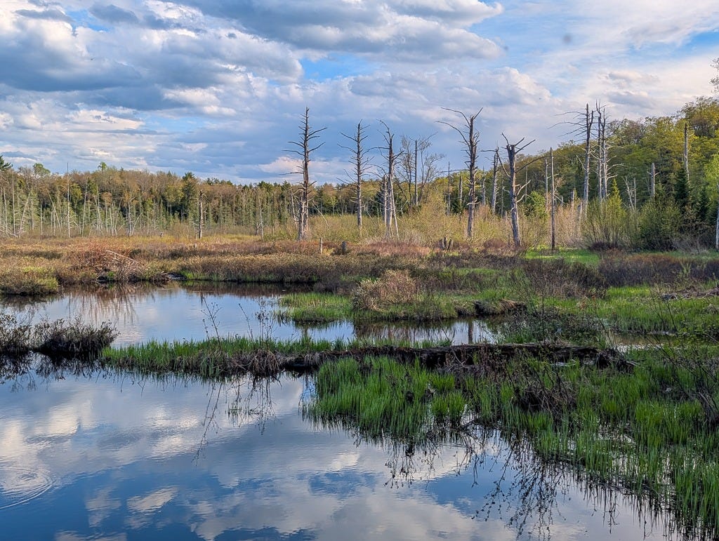 A shallow pond with grasses and dead trees, and a dramatic cloudy sky that is reflected in the calm waters. A shallow pond with grasses and dead trees, and a dramatic cloudy sky that is reflected in the calm waters.