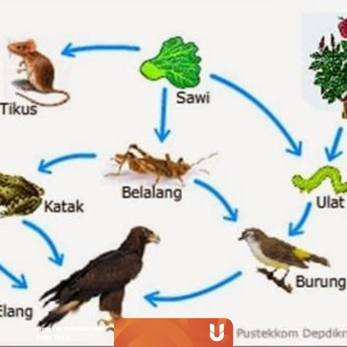 Perbedaan Rantai Makanan dan Jaring-jaring Makanan, Berikut Contohnya |  kumparan.com