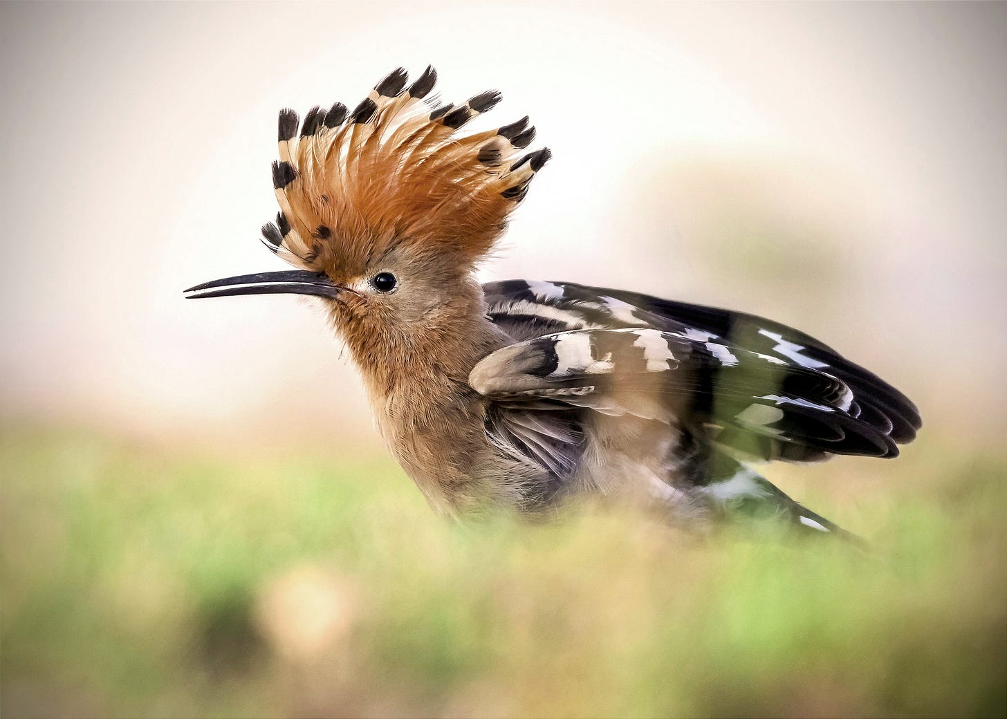 Photo of a hoopoe in side view, with raised crown of feathers. Photo of a hoopoe in side view, with raised crown of feathers.