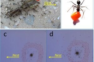 Examples of experimental set-up and close-up of collective transport of prey and of obstacle-clearing behavior