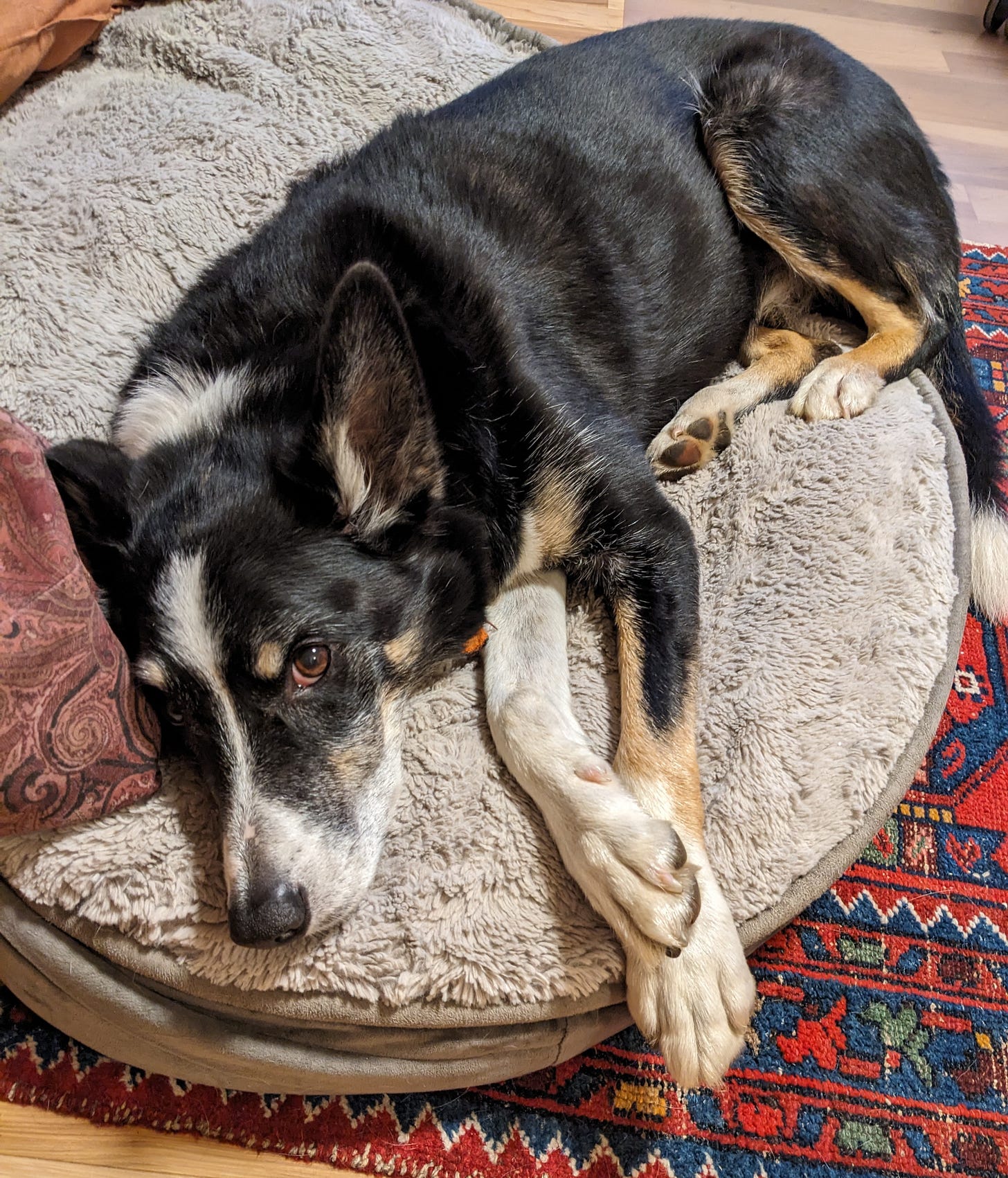 Sleepy dog lying on dog bed