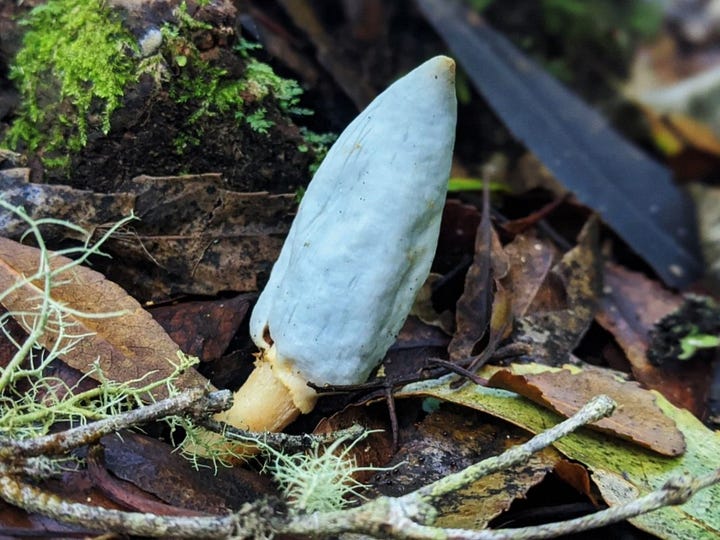Blue Pouch Fungus / Clavogaster virescens