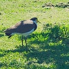 Lapwings on the Verge