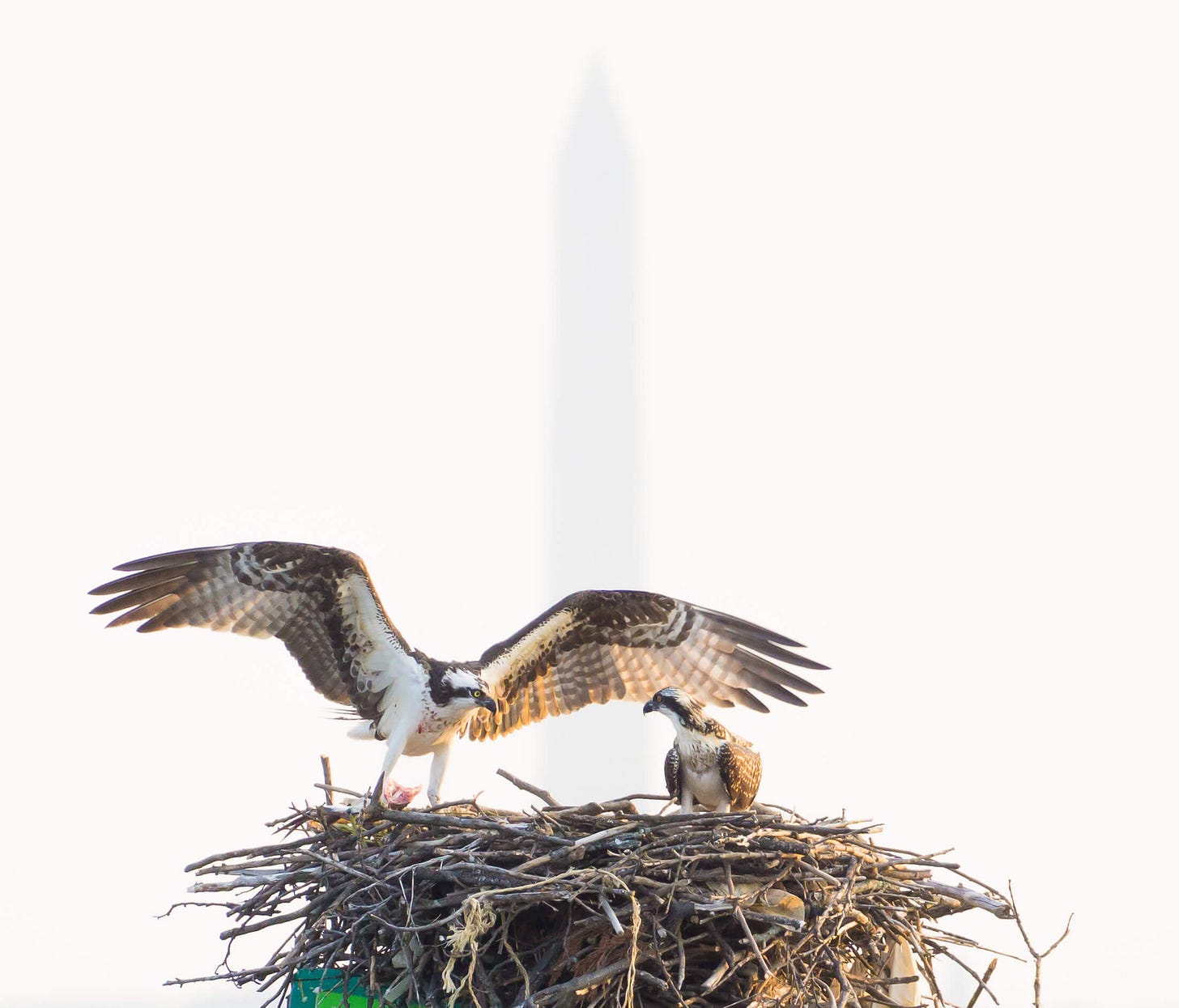 An adult osprey lands with outstretched wings on a nest with a young osprey, bringing fish, while the Washington Monument is faintly silhouetted against a white-sky background.