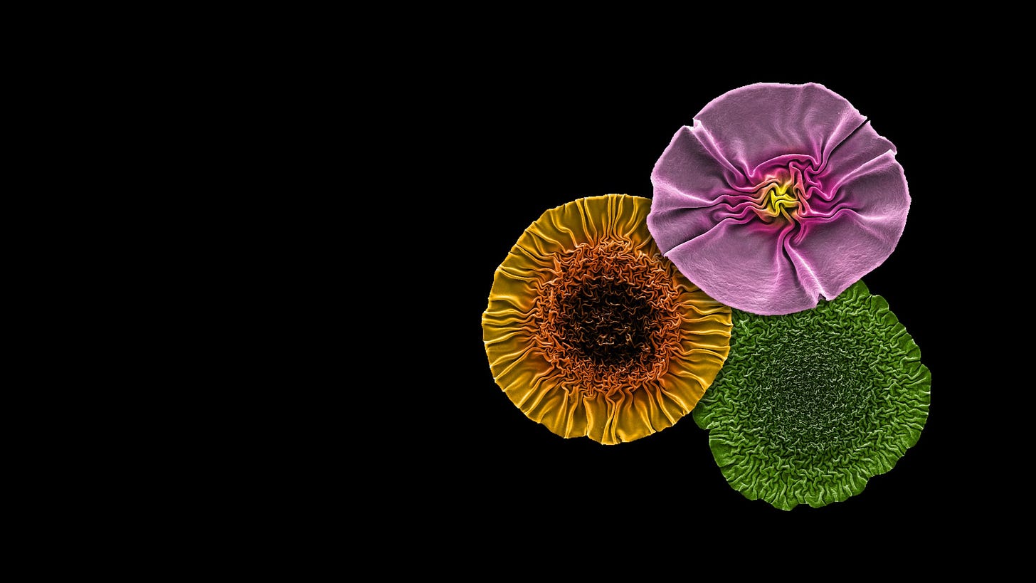 Composite of three electron micrographs of phages that have formed into flower-like shapes, false coloured to enhance the resemblance to flowers