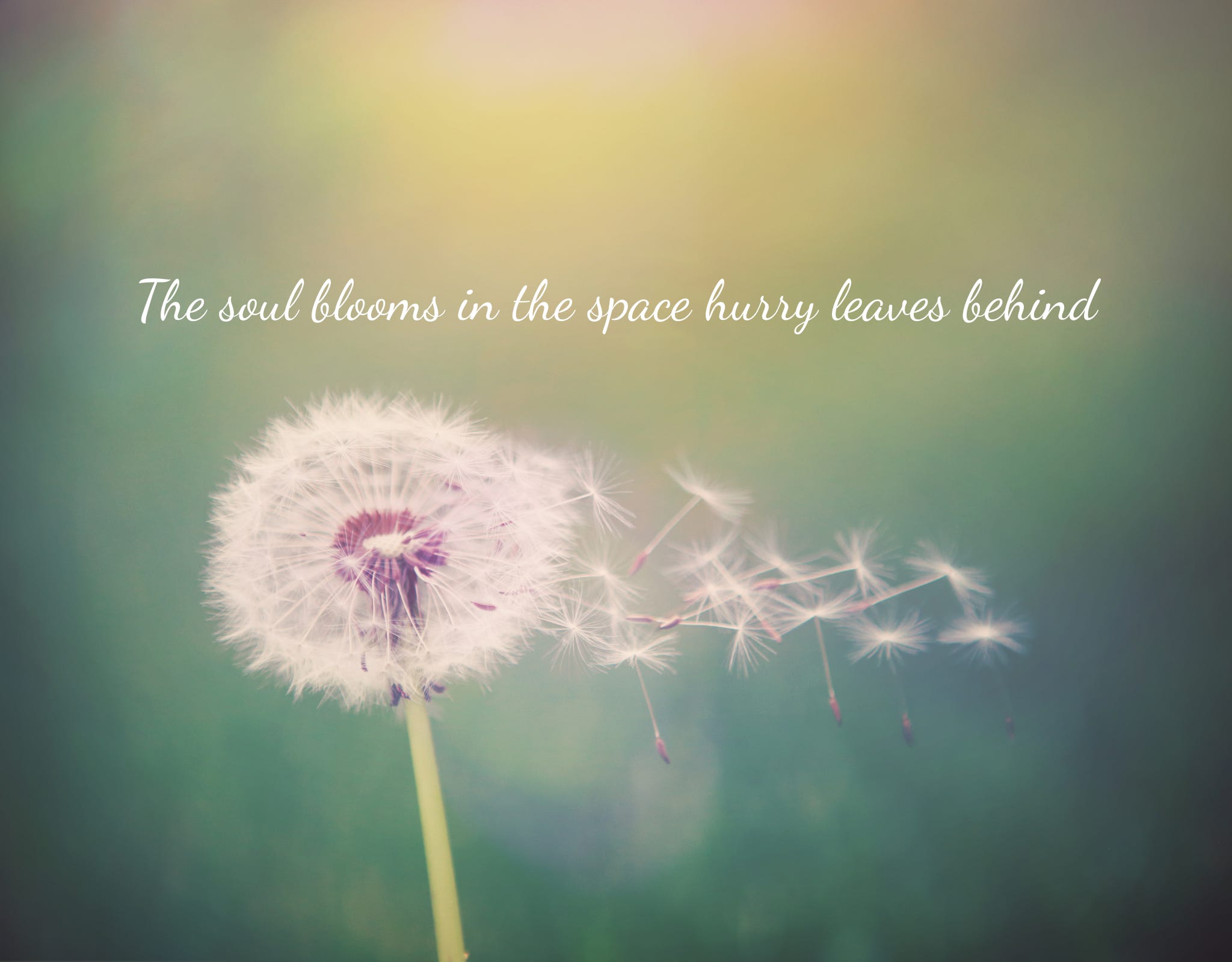 dandelion flower with blooms drifting in the wind. Words at top: The soul blooms in the space hurry leaves behind