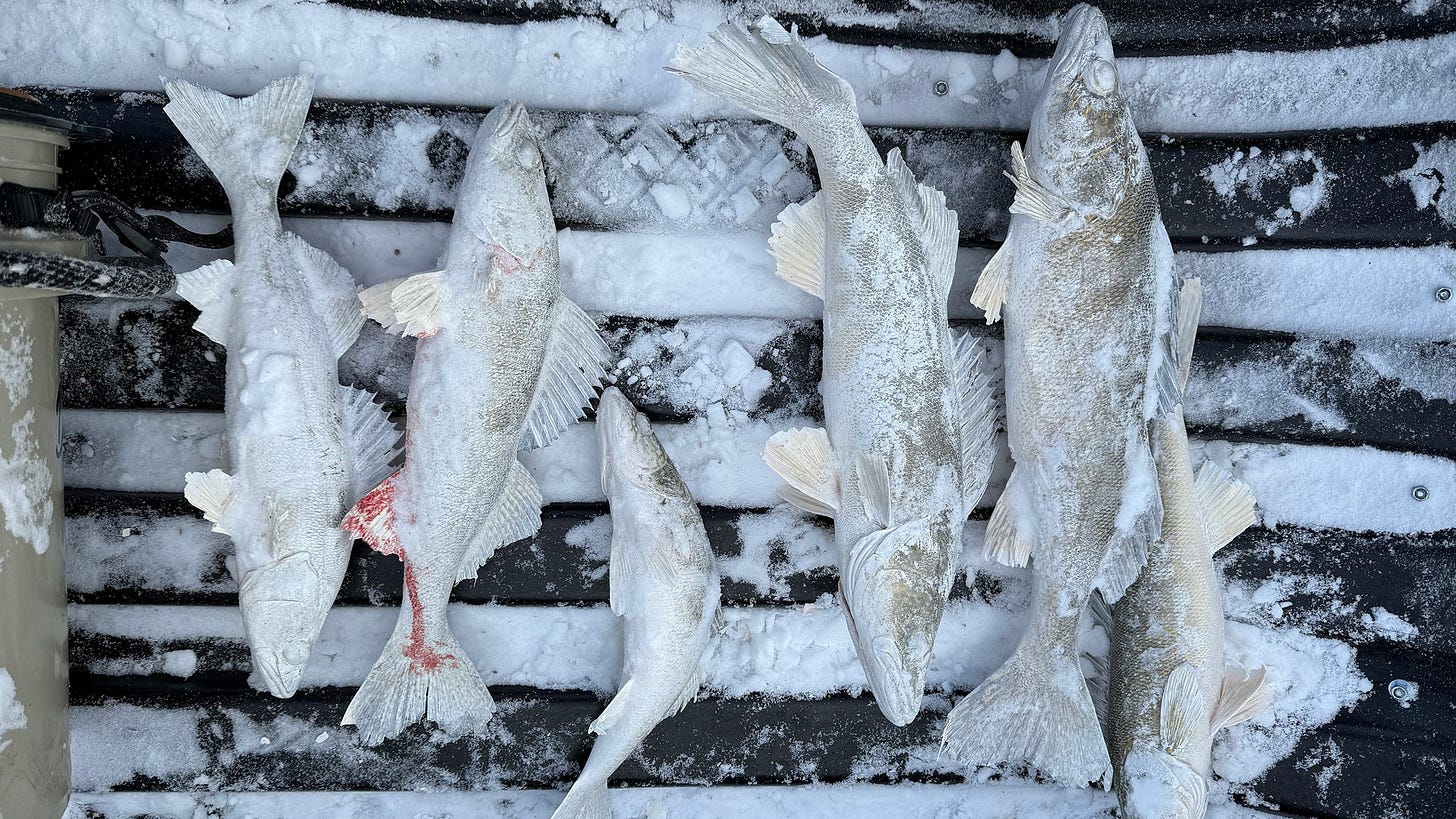 Think you're feeling cold? Try being a Minnesota Walleye in winter. 