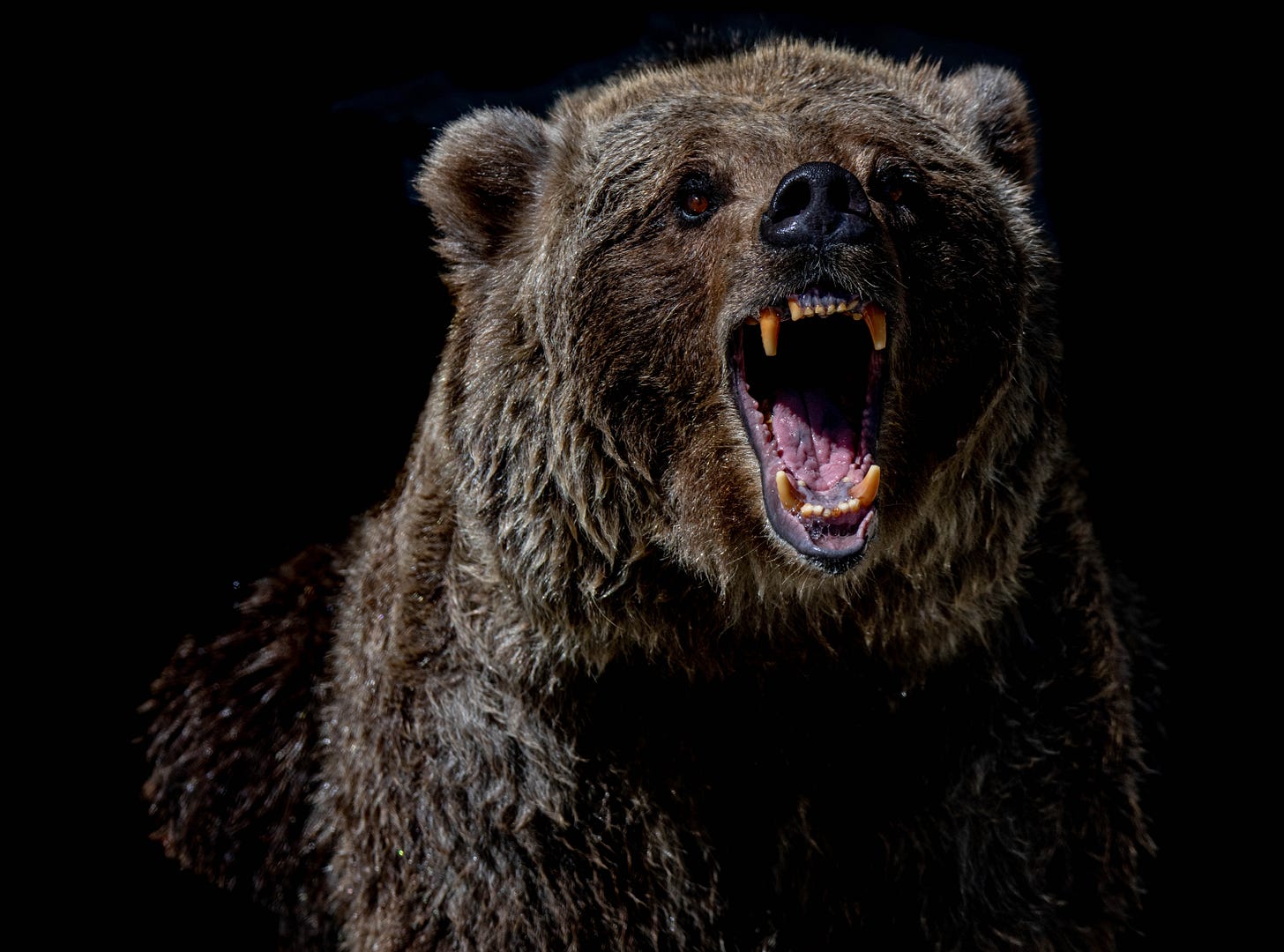 Roaring bear