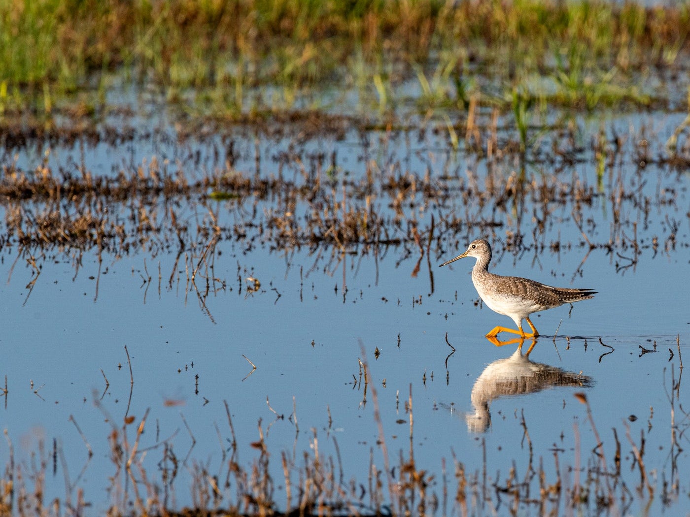 Greater Yellowlegs Greater Yellowlegs