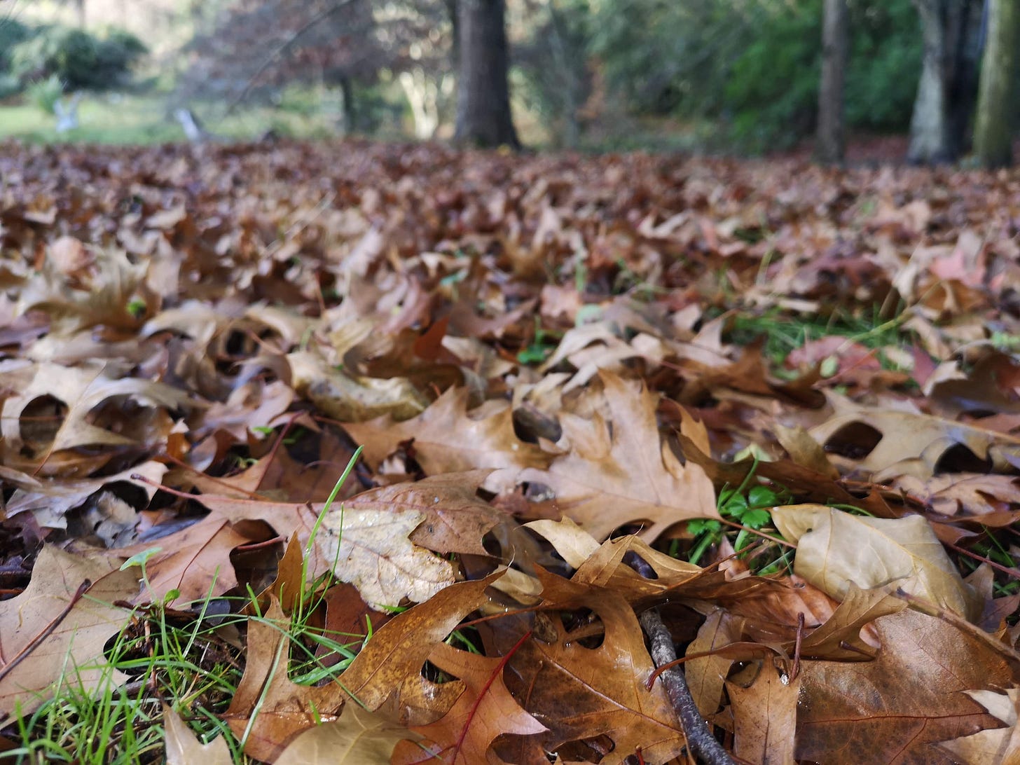 Leaves up Close and Personal Leaves up Close and Personal