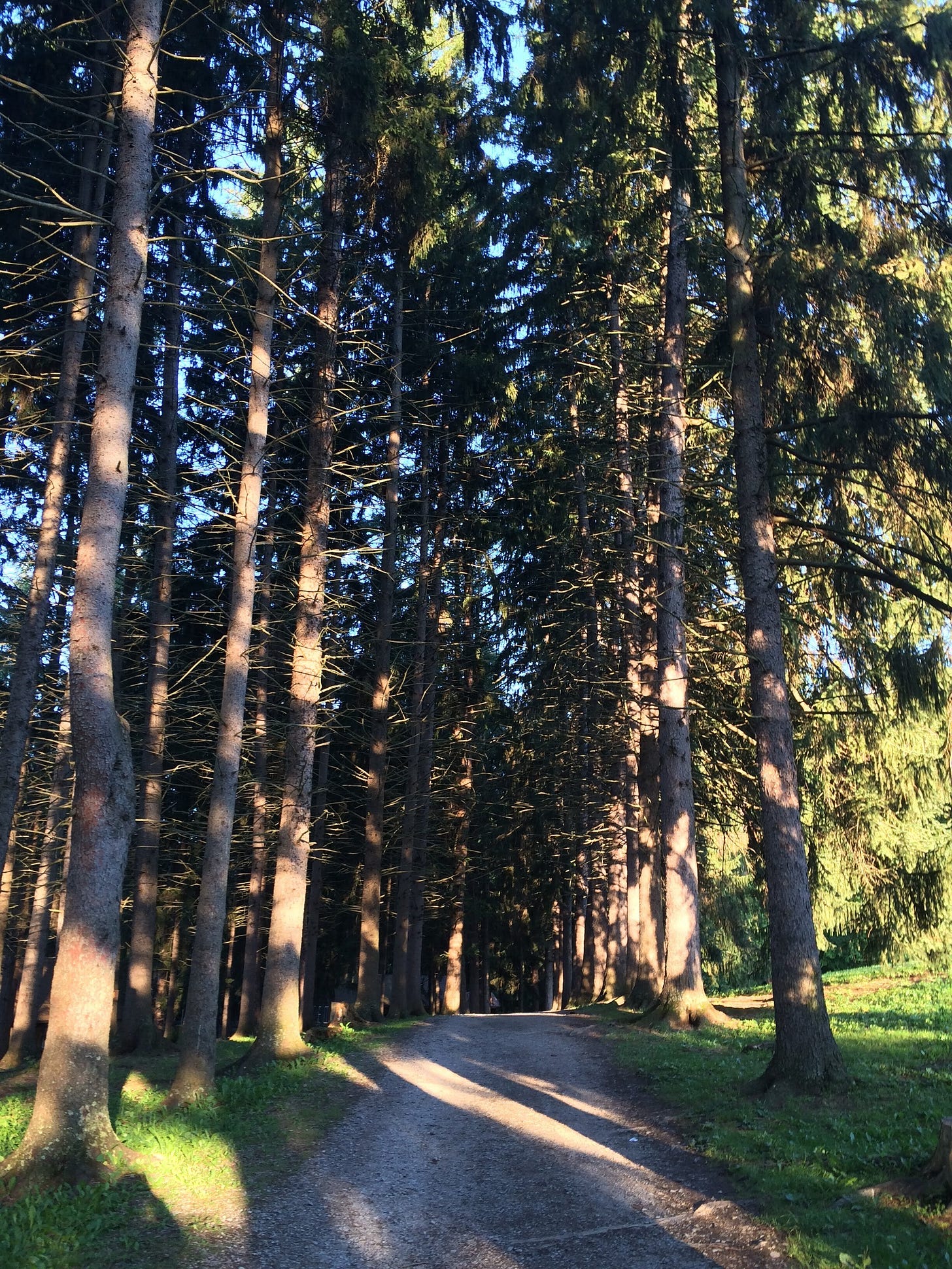 A path through the woods…where does it lead?