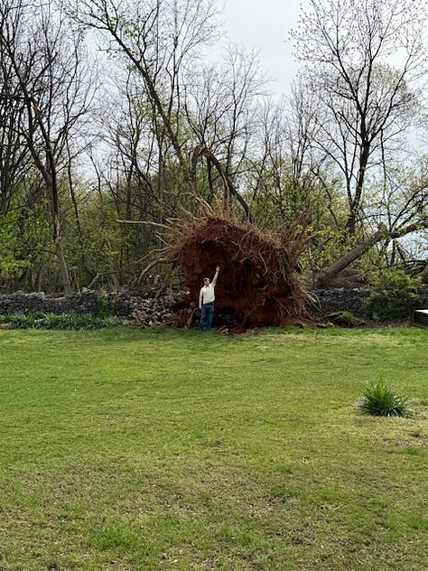 Big Tree Down