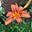 Lily Rose's avatar