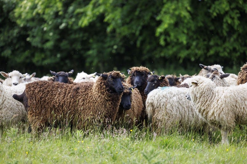 Fernhill Farm’s Romney-Shetland flock of sheep being holistically grazed on their Mendip Hills farm.