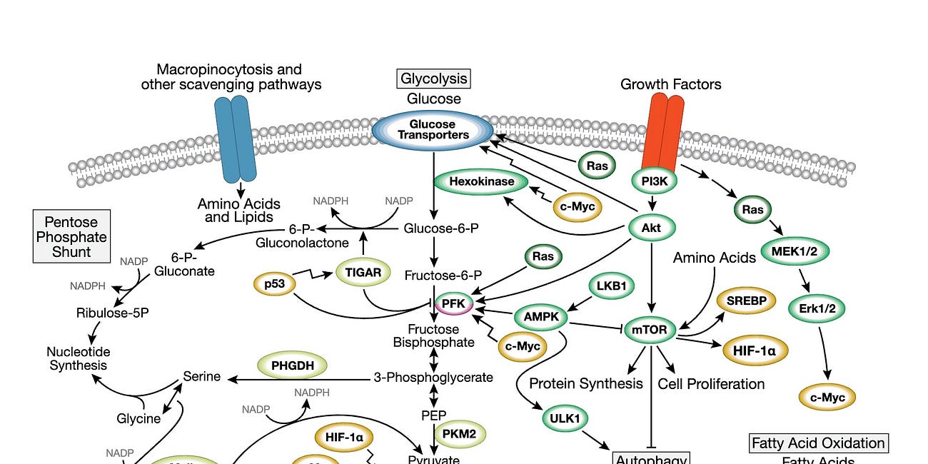 Metabolic Therapies: Reclaiming Cancer’s Achilles’ Heel Through The Ivermectin, Fenbendazole, and Allulose Revolution