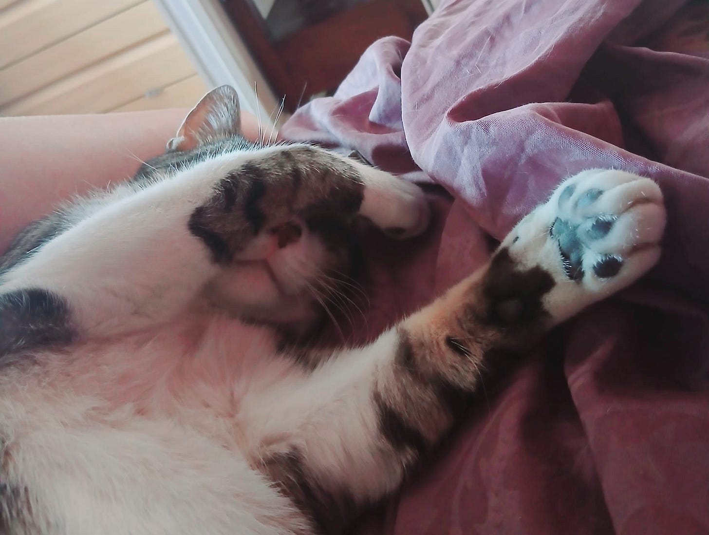Tupi is asleep on a soft red blanket, one paw covering their face, one paw upturned showing off dark toe beans. Tupi is asleep on a soft red blanket, one paw covering their face, one paw upturned showing off dark toe beans.