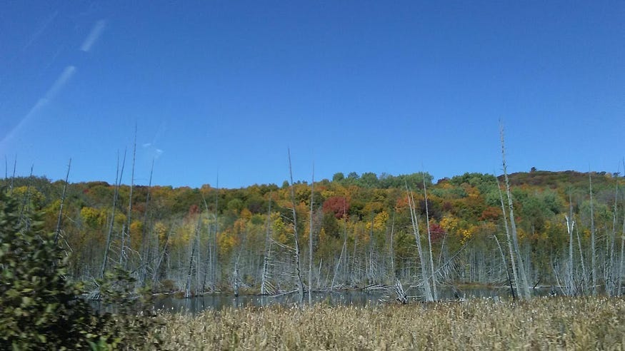 Fall colours, drowned trees, dry grasses and bullrushes, with a clear blue sky as a backdrop.
