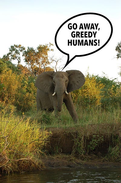 Elephant in Zambia saying 'Go away, greedy humans,' via a speech bubble