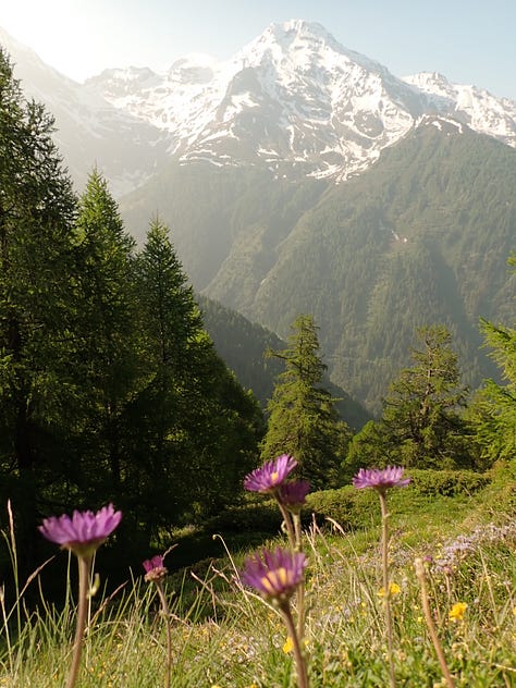 Eringer cows in the Swiss mountains