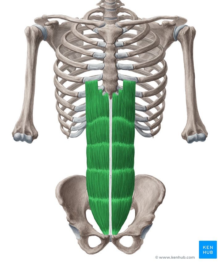 Rectus abdominis: Origin, insertion, innervation,function ...