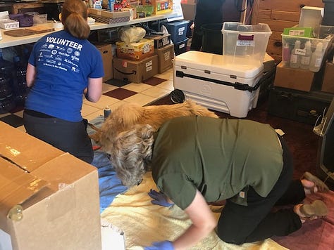 veterinarian and vet tech attend to the injuries of a rust colored dog 