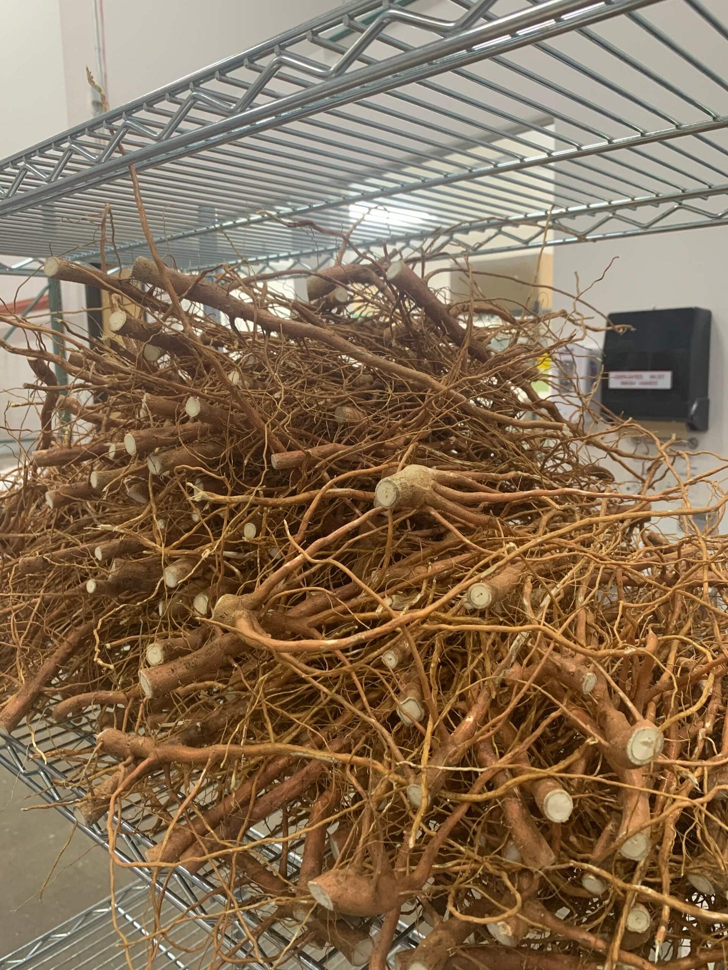 Cotton Root Bark