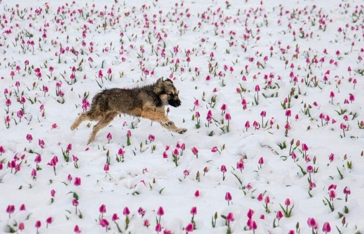 This may contain: a dog is running through the snow with flowers