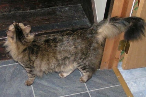 Chase_Tail_Shiver_Cats'_Tails Chase_Tail_Shiver_Cats'_Tails