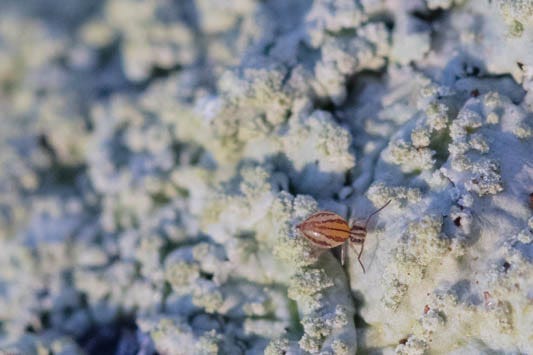 Small yellow globular springtail on soil that looks like big shiny rocks because of how zoomed in the photo is; light orange-brown globular springtail with dark pink-purple markings facing the camera and sitting on some plywood, a similar globular springtail on pale blue foliose lichen on a stick, an off-white springtail with brown stripes on pale blue-green lichen.