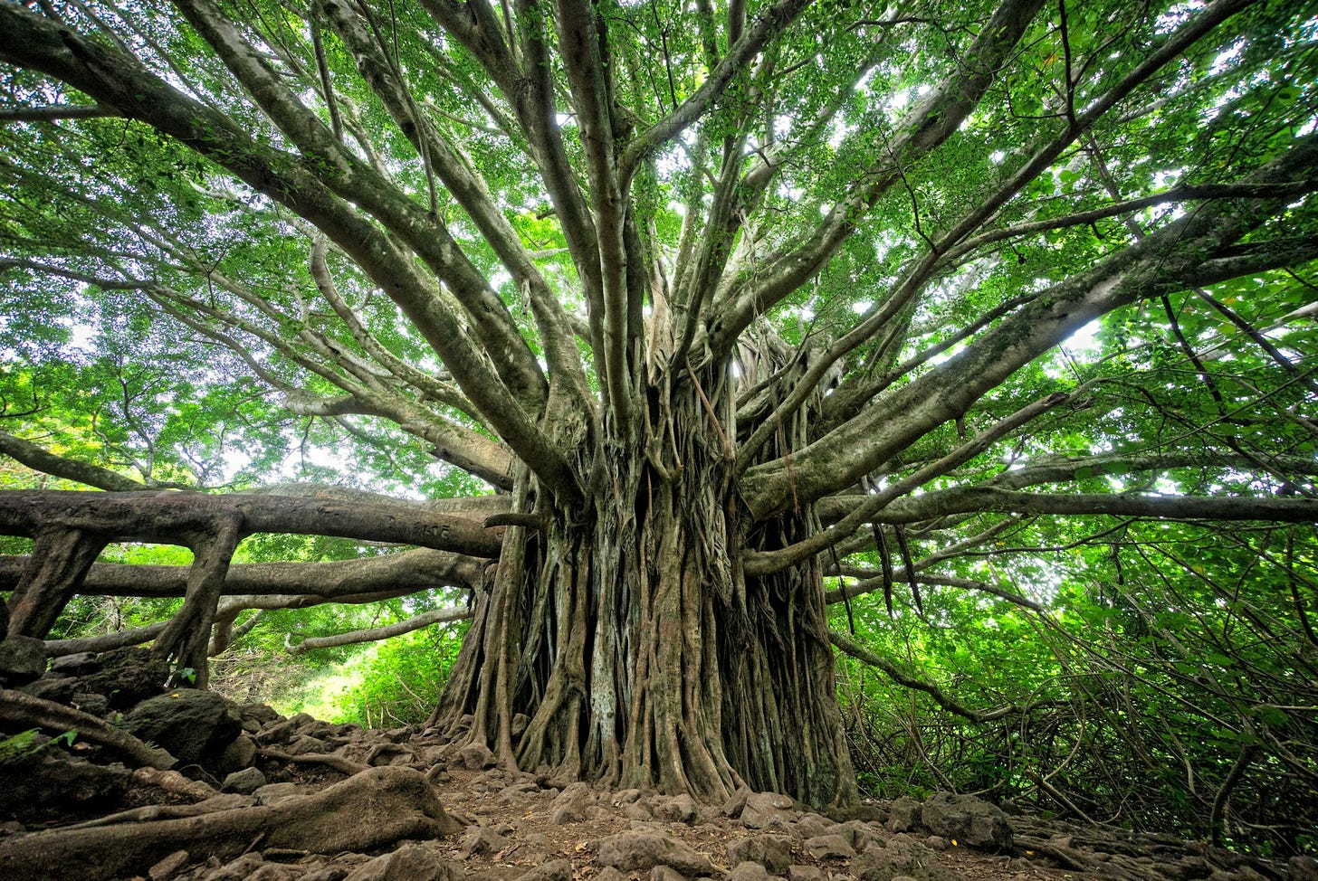 old banyan tree with many branches and green leaves