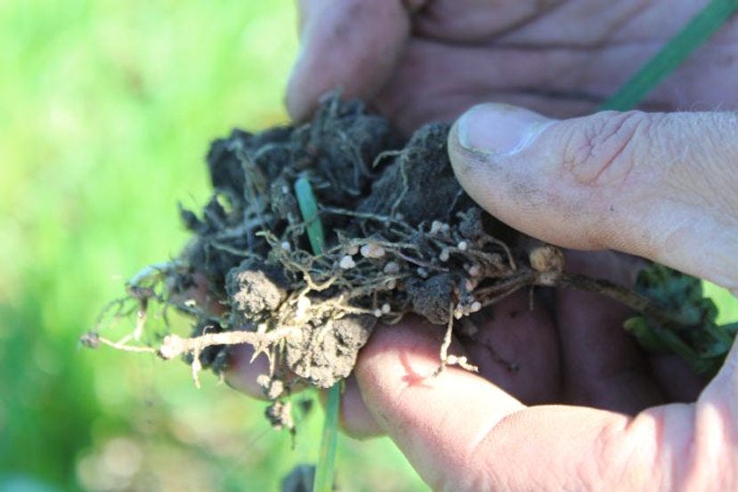 Pea nodules, Menoken Farm, North Dakota
