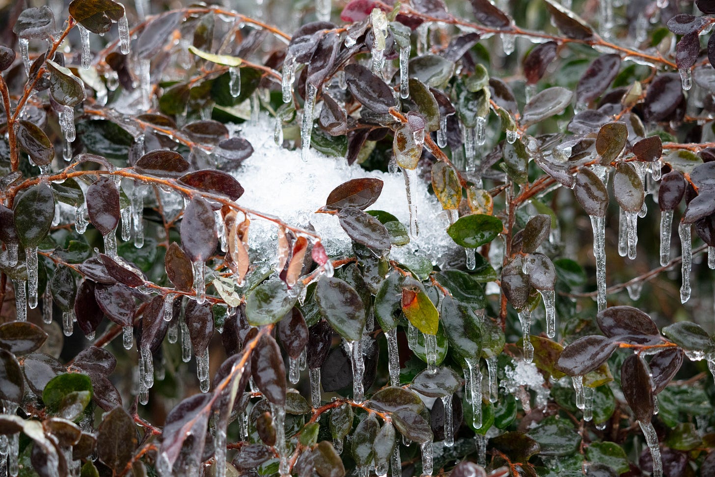 Close-up of an icy shrub with mostly dark purple leaves, though some have faded to yellow or red. Icicles hang from the thin branches, and a patch of snow rests on some limbs just above the center of the frame.