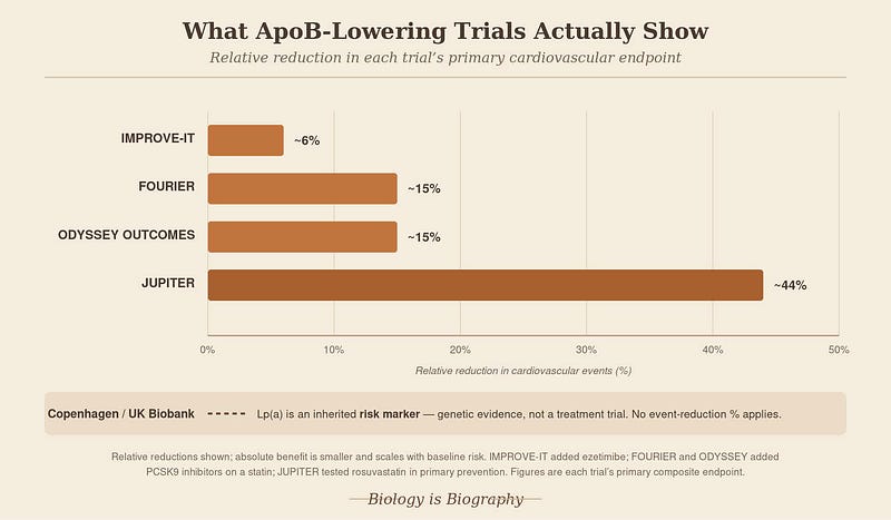 Horizontal bar chart comparing ApoB reduction and cardiovascular event reduction across five major studies (IMPROVE‑IT, FOURIER, ODYSSEY OUTCOMES, JUPITER, Copenhagen Cohort). Includes subtle icons for particles, heart outcomes, statins, and genetics, with a secondary “Areas of Uncertainty” line above the bars. Horizontal bar chart comparing ApoB reduction and cardiovascular event reduction across five major studies (IMPROVE‑IT, FOURIER, ODYSSEY OUTCOMES, JUPITER, Copenhagen Cohort). Includes subtle icons for particles, heart outcomes, statins, and genetics, with a secondary “Areas of Uncertainty” line above the bars.