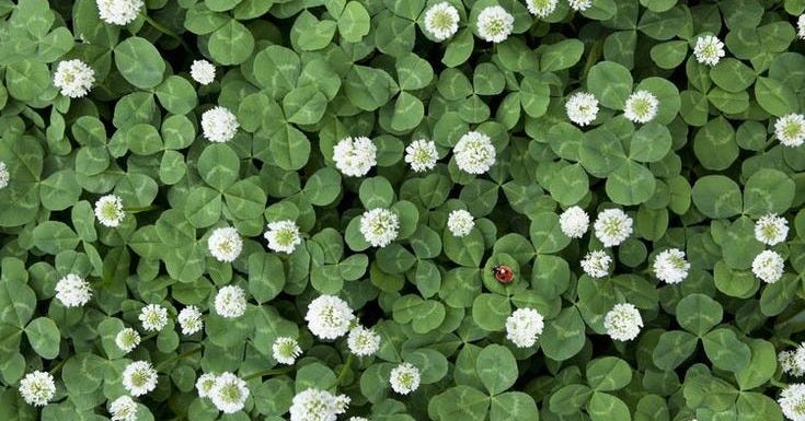 This may contain: small white flowers surrounded by green leaves in the middle of a field, with a ladybug on top