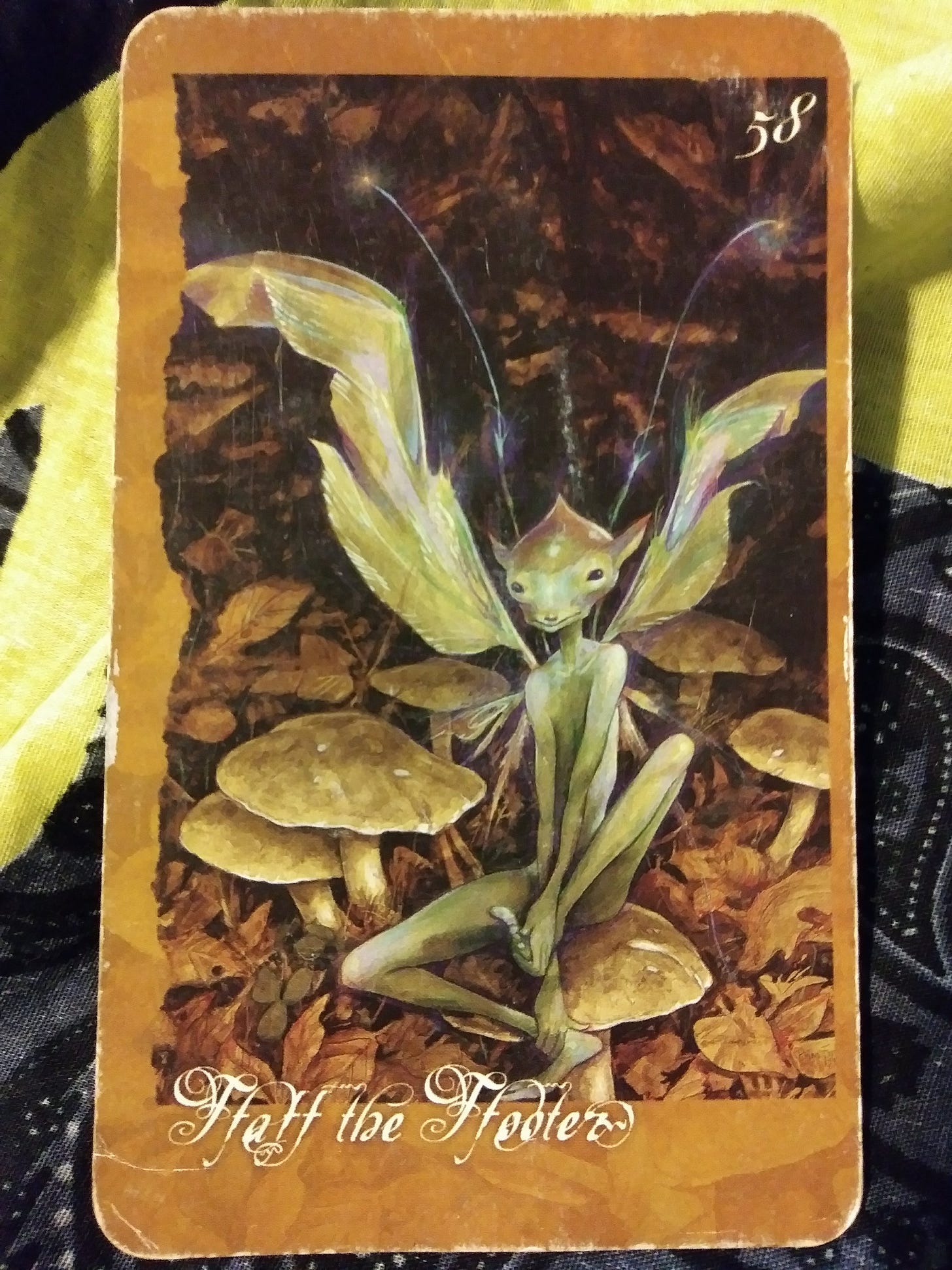 A Message from the Universe - Ffaff the Ffooter A Message from the Universe - Ffaff the Ffooter