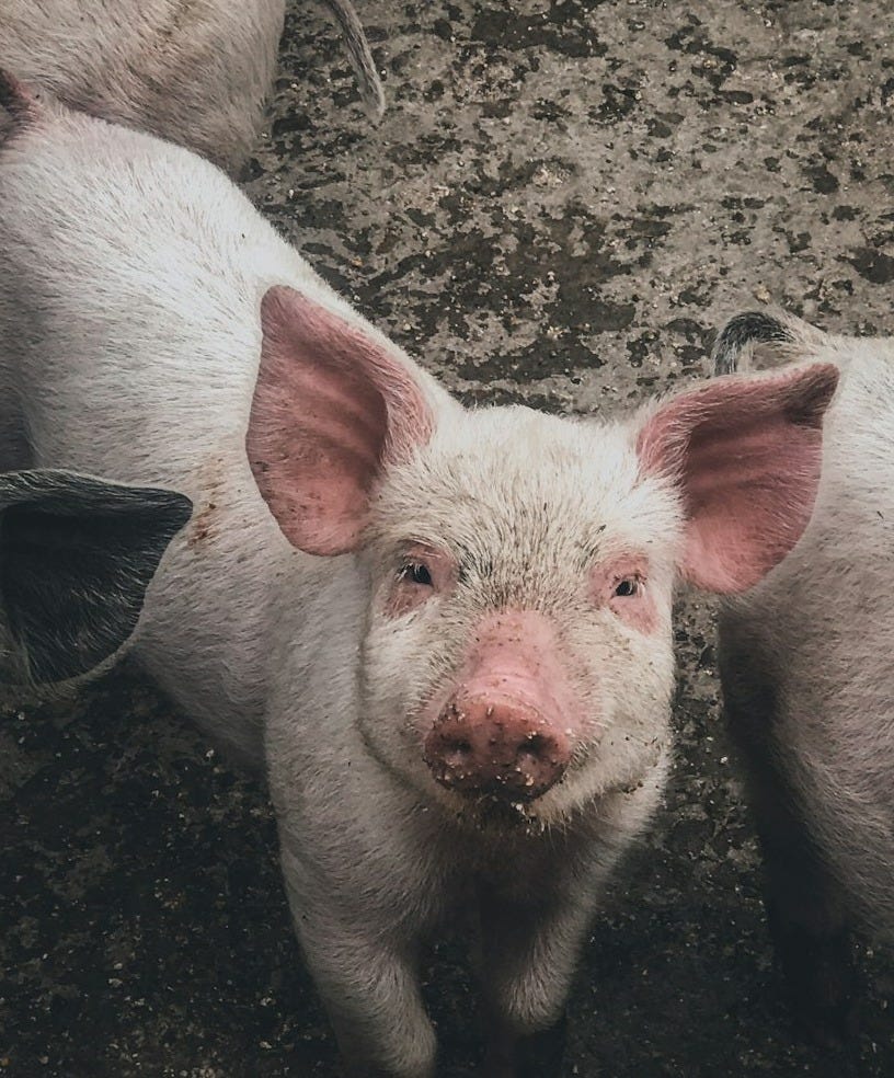 white pig on brown soil