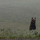 Les dangers de Yellowstone, le parc le plus sauvage des USA, et comment les éviter