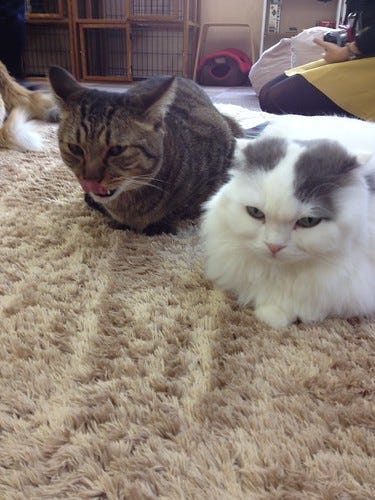 Cat Cafe Tokyo Cat Cafe Tokyo