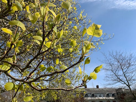Simple, pinnate and complex leaf shapes.